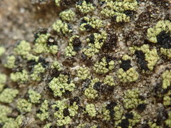 Arthrorhaphis citrinella