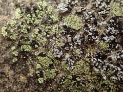 Arthrorhaphis citrinella