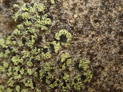 Arthrorhaphis citrinella