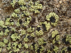 Arthrorhaphis citrinella