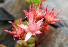 Phedimus stevenianus