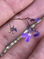 Lobelia aurita