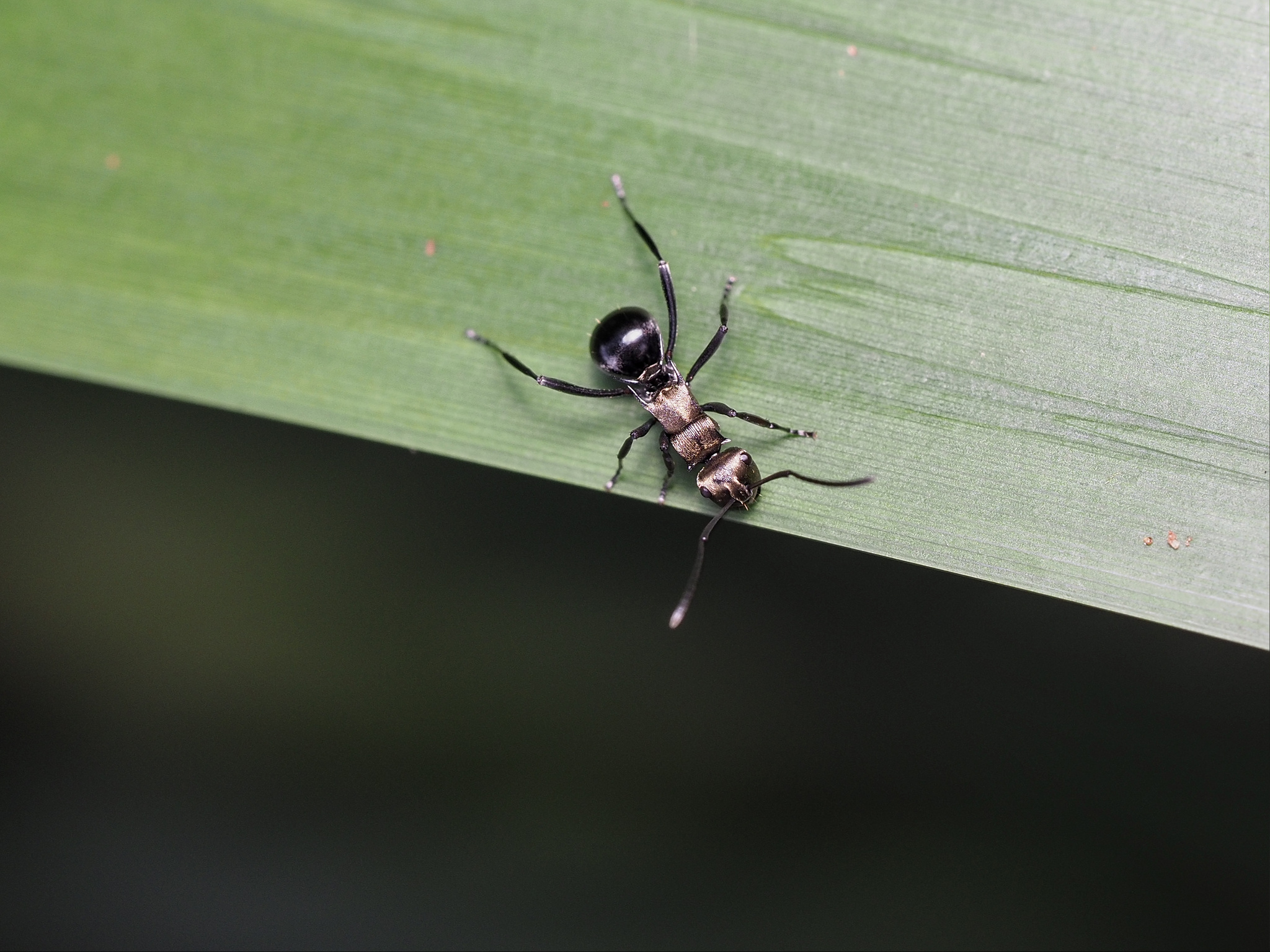 Polyrhachis thais