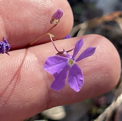 Lobelia aurita