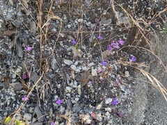 Lobelia aurita
