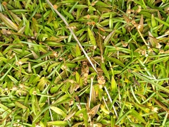 Plantago unibracteata