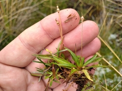 Plantago unibracteata
