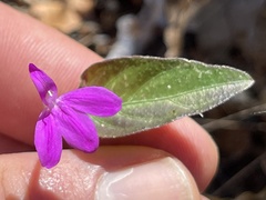 Justicia austrocapensis