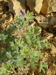 Lupinus concinnus