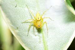 Oxyopes punctatus