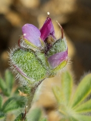 Lupinus concinnus