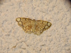 Stegania cararia