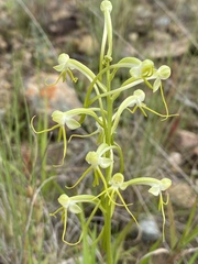 Habenaria elongata