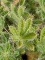 Lupinus concinnus