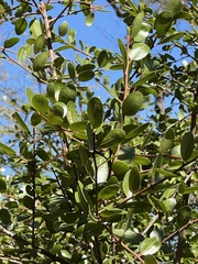 Sideroxylon peninsulare