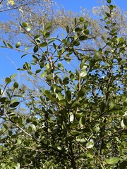 Sideroxylon peninsulare