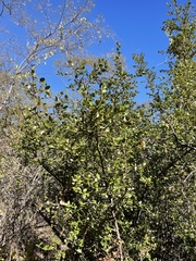 Sideroxylon peninsulare