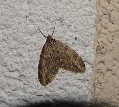 Trichopteryx polycommata