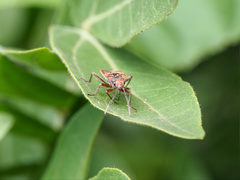 Graptostethus varipictus
