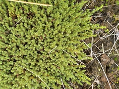 Kelleria laxa