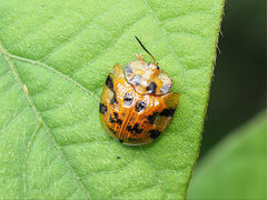 Laccoptera impressa
