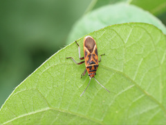 Graptostethus varipictus