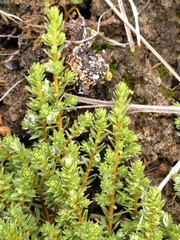 Kelleria laxa