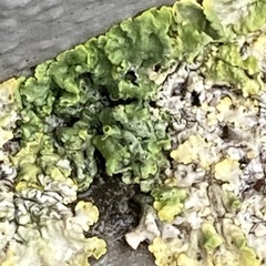 Xanthoria parietina