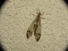 Dendroleon pantherinus