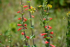Penstemon murrayanus