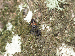 Catasphactes coprias