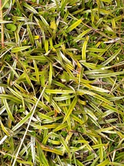 Astelia linearis