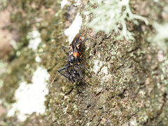 Catasphactes coprias