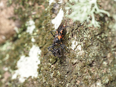 Catasphactes coprias