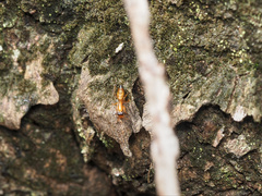 Opisthopsis