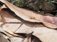 Opisthopsis