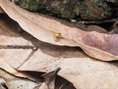 Opisthopsis
