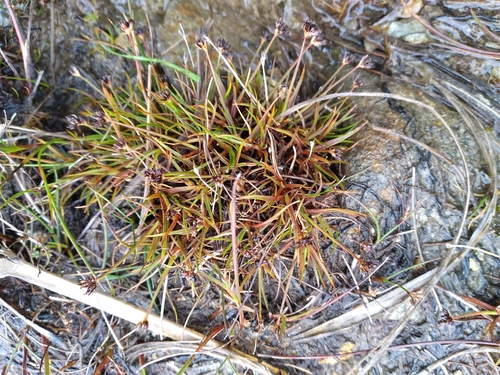 Antarctic rush (Juncus antarcticus)
