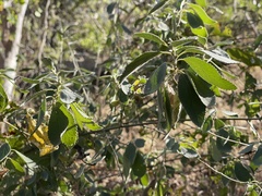 Bernardia lagunensis