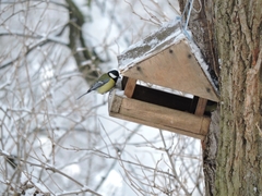 Parus major