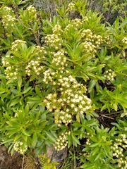Traversia baccharoides