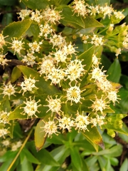 Traversia baccharoides