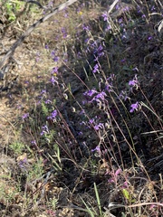 Lobelia aurita