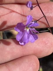 Lobelia aurita
