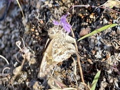 Lobelia aurita