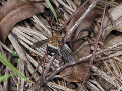 Ligyra satyrus