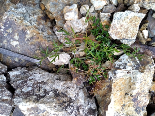 Anisotome deltoidea, 2022-02-07