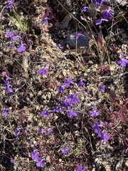 Lobelia aurita