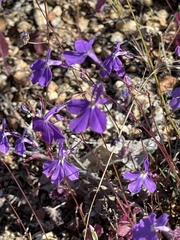 Lobelia aurita