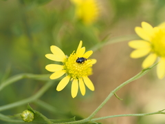 Luperomorpha xanthodera